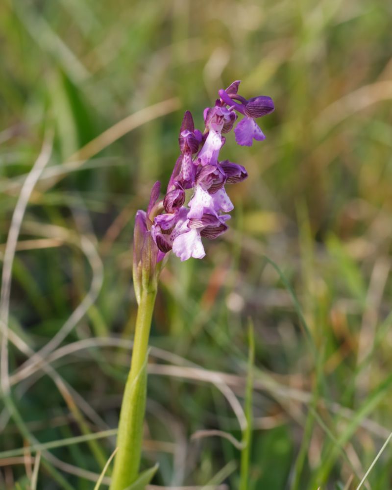 Anacamptis morio bianca